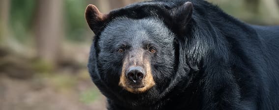bear hunting