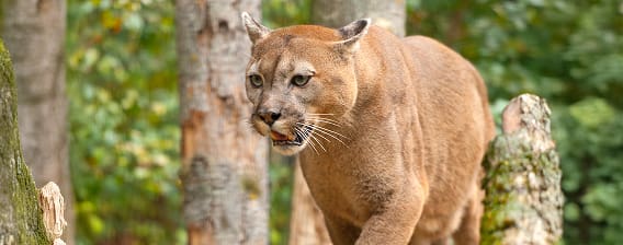 cat hunting