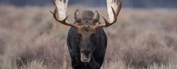 moose hunting