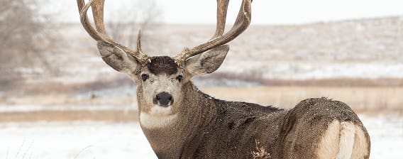 deer hunting
